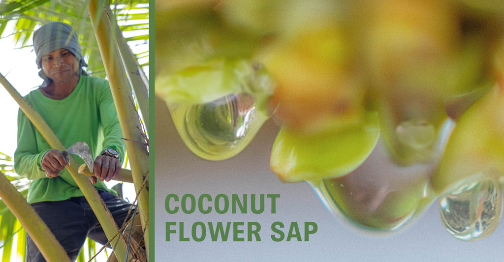 Top Health Benefits of Coconut Flower Sap