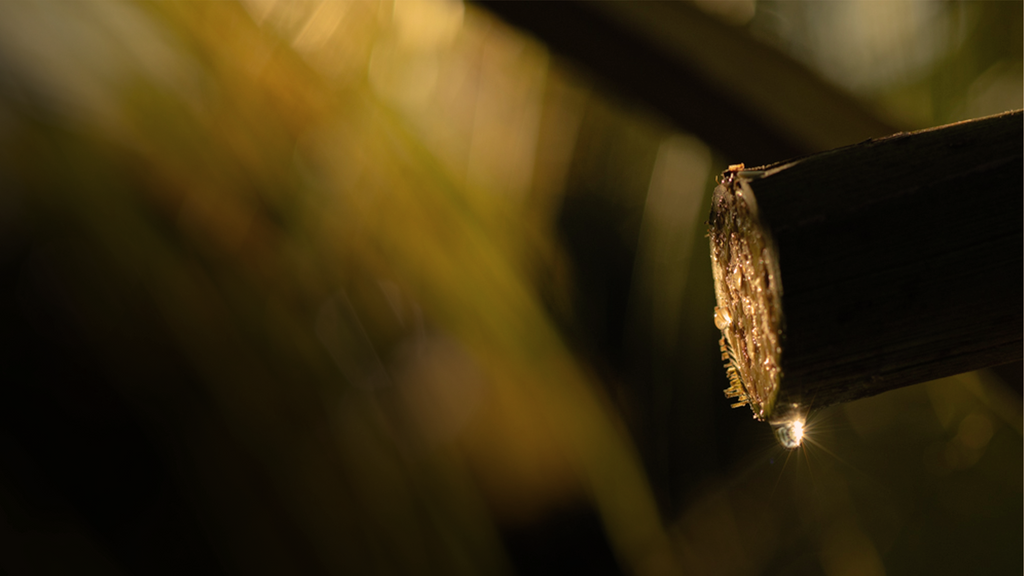 A Sip Through Time: The Story of Coconut Flower Sap